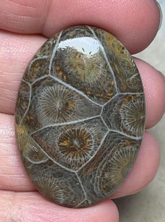 Oval 37x26mm Moroccan Fossil Coral Cabochon 12
