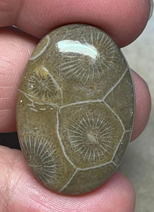 Oval 31x21mm Moroccan Fossil Coral Cabochon 13