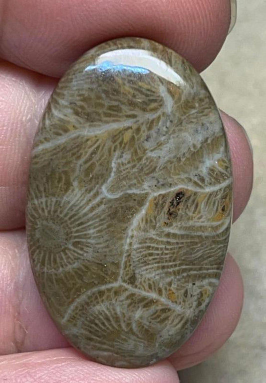 Oval 35x21mm Moroccan Fossil Coral Cabochon 14