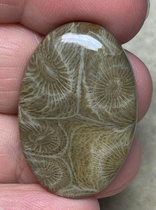 Oval 34x23mm Moroccan Fossil Coral Cabochon 15