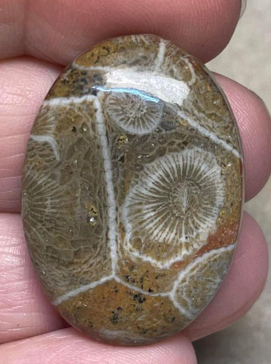 Oval 34x24mm Moroccan Fossil Coral Cabochon 16