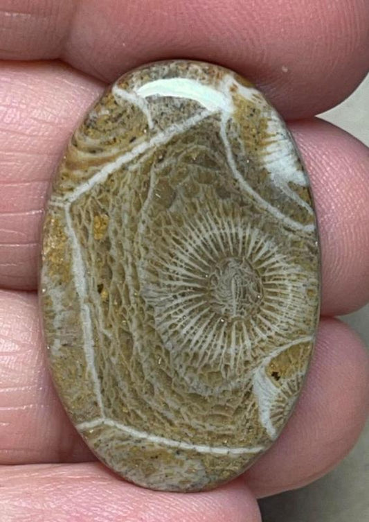 Oval 32x21mm Moroccan Fossil Coral Cabochon 17