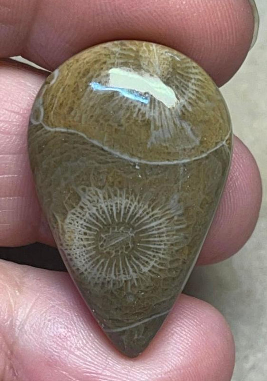 Teardrop 33x21mm Moroccan Fossil Coral Cabochon 21