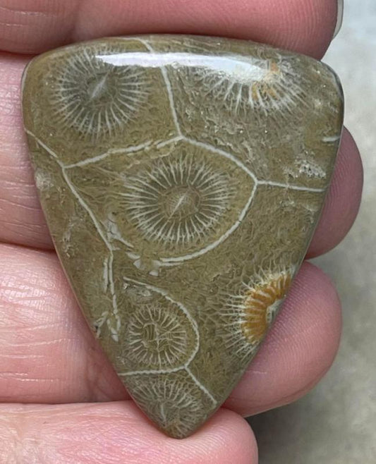 Teardrop 37x29mm Moroccan Fossil Coral Cabochon 23