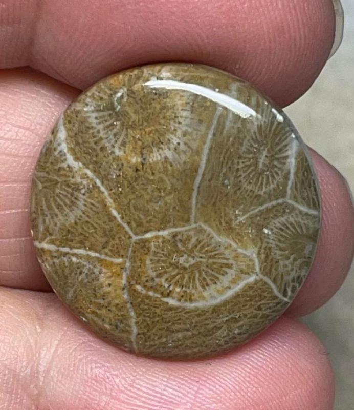 Round 24x24mm Moroccan Fossil Coral Cabochon 24