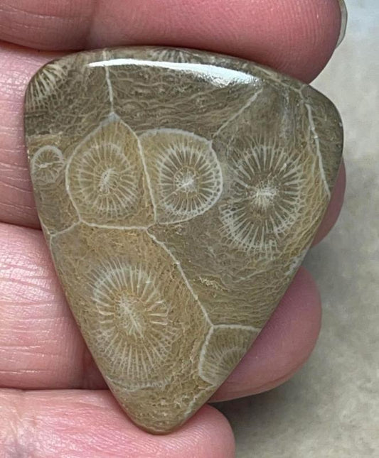 Teardrop 38x31mm Moroccan Fossil Coral Cabochon 25