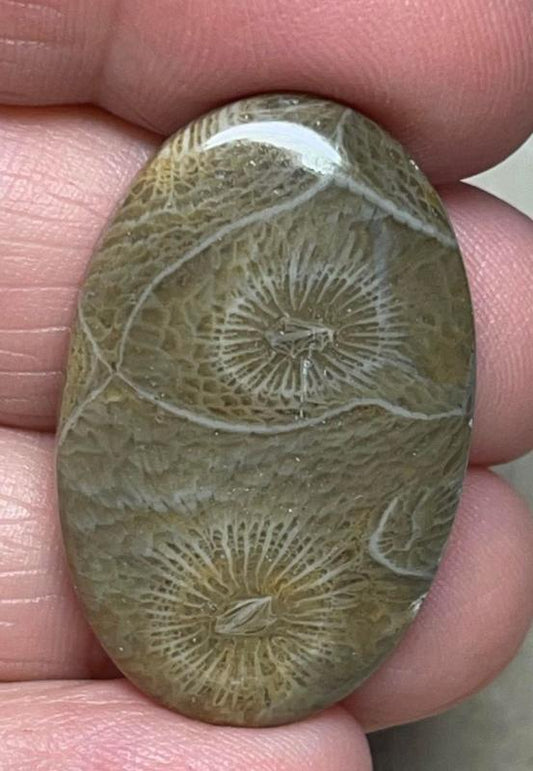 Oval 33x21mm Moroccan Fossil Coral Cabochon 27