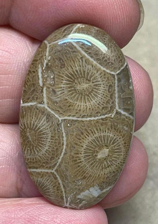 Oval 34x21mm Moroccan Fossil Coral Cabochon 28