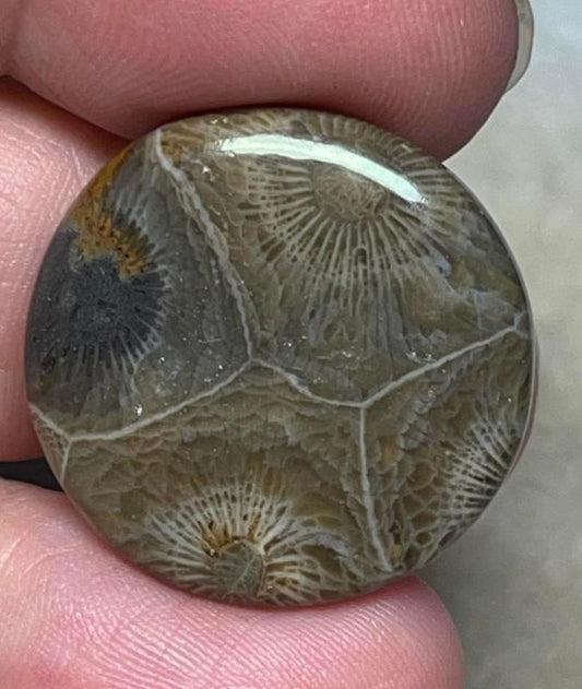 Round 25x25mm Moroccan Fossil Coral Cabochon 29