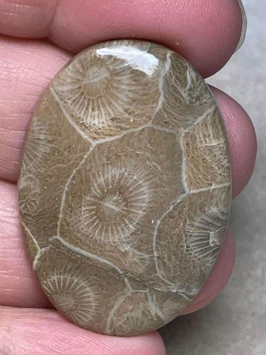 Oval 39x27mm Moroccan Fossil Coral Cabochon 30