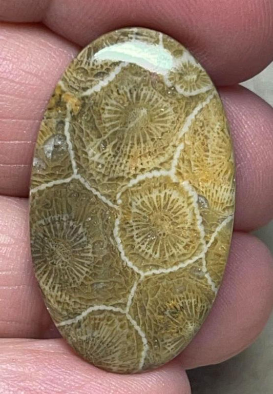 Oval 33x20mm Moroccan Fossil Coral Cabochon 31
