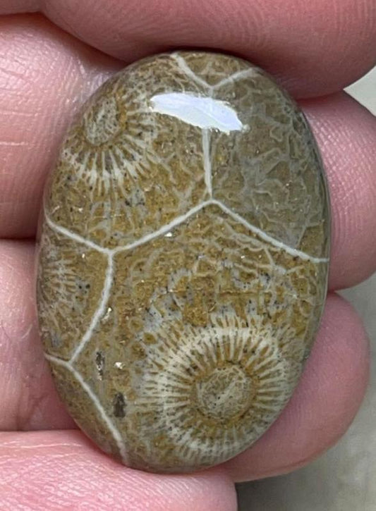 Oval 29x20mm Moroccan Fossil Coral Cabochon 32