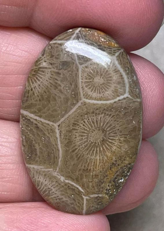 Oval 34x22mm Moroccan Fossil Coral Cabochon 34