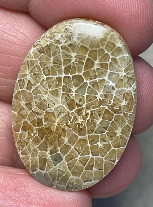 Oval 33x23mm Flower Fossil Coral Cabochon 01