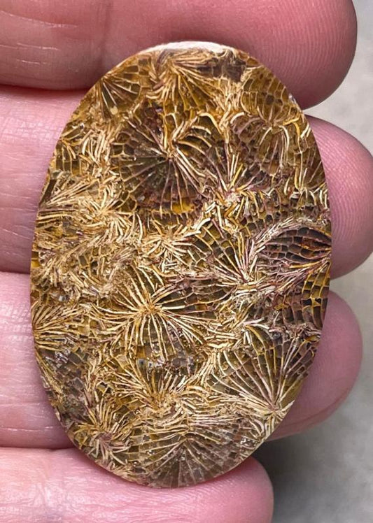 Oval 42x28mm Skeletal Fossil Coral Cabochon 02