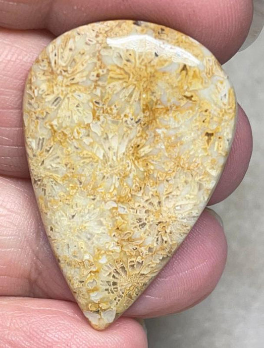 Teardrop 38x25mm Gold Fossil Coral Cabochon 27