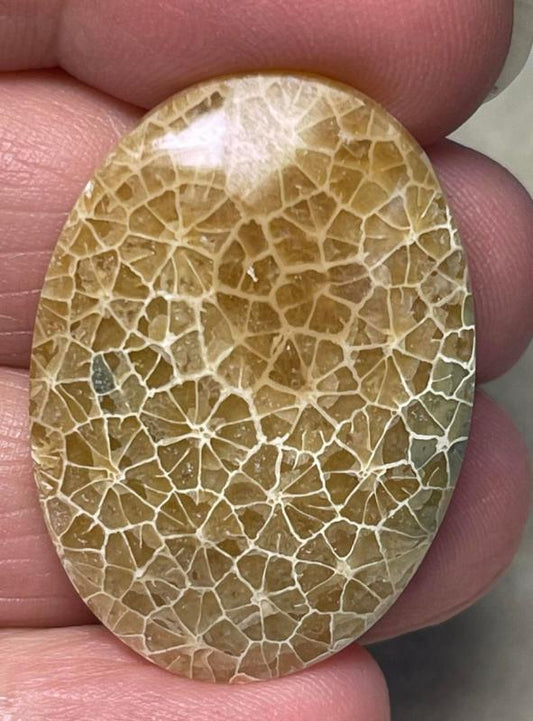 Oval 33x24mm Flower Fossil Coral Cabochon 03
