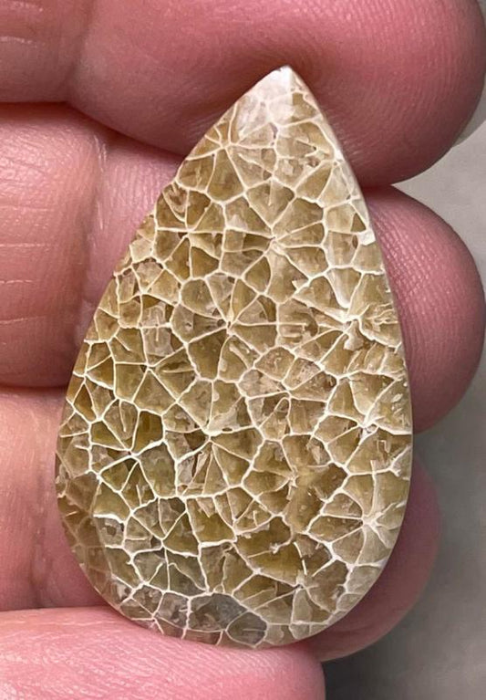 Teardrop 34x21mm Flower Fossil Coral Cabochon 04