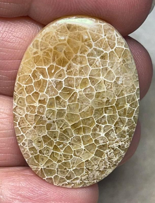 Oval 36x25mm Flower Fossil Coral Cabochon 05