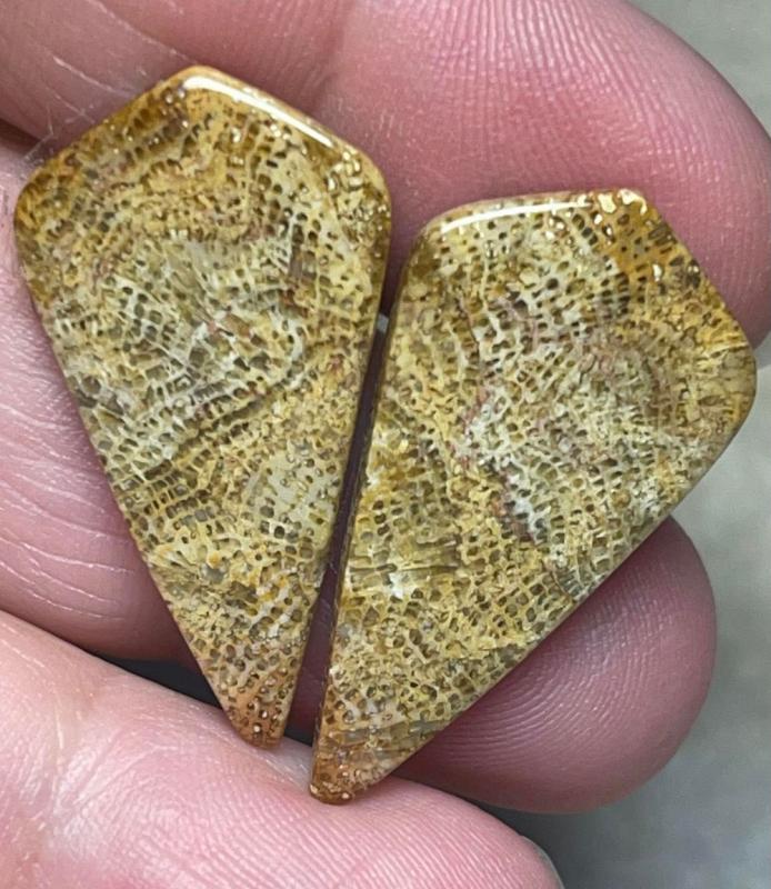 Freeform 30x16mm Skeletal Fossil Coral Cabochon Pair 03
