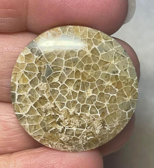 Round 30x30mm Flower Fossil Coral Cabochon 08