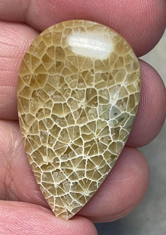 Teardrop 34x20mm Flower Fossil Coral Cabochon 09