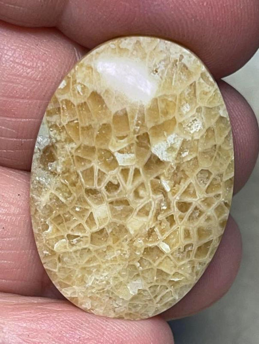 Oval 33x23mm Flower Fossil Coral Cabochon 10