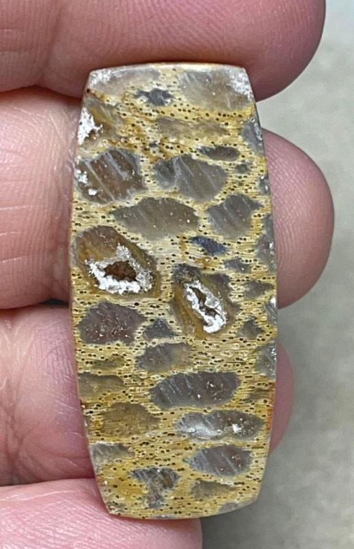 Freeform 37x17mm Petrified Pocket Root Cabochon 04
