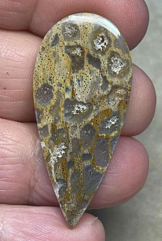 Teardrop 42x19mm Petrified Pocket Root Cabochon 08