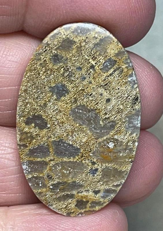 Oval 35x22mm Petrified Pocket Root Cabochon 09