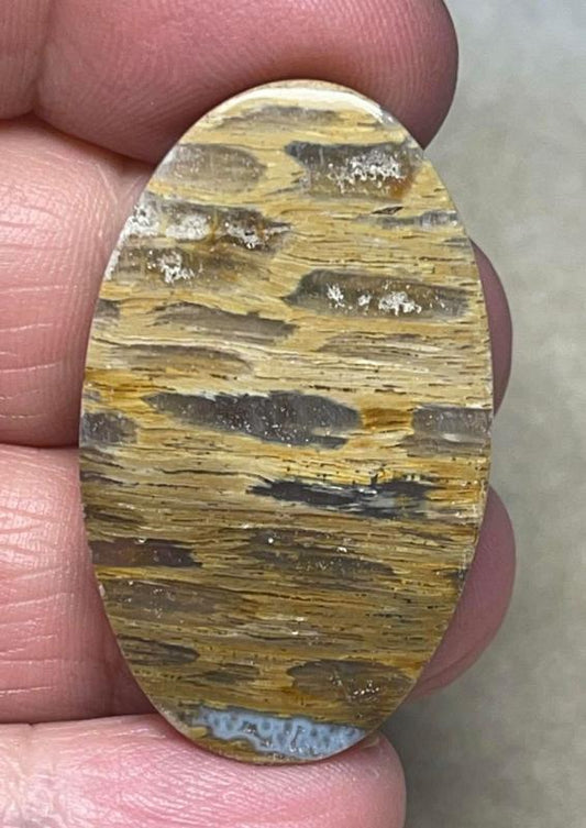 Oval 39x23mm Petrified Pocket Root Cabochon 10