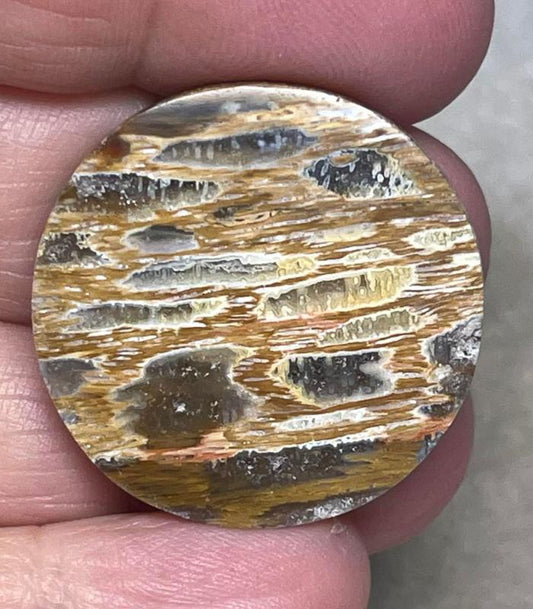 Round 29x29mm Petrified Pocket Root Cabochon 12