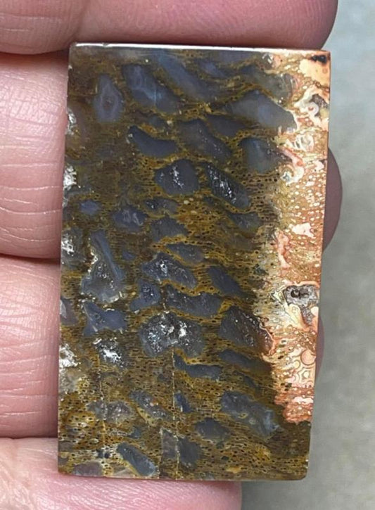 Rectangle 40x23mm Petrified Pocket Root Cabochon 16