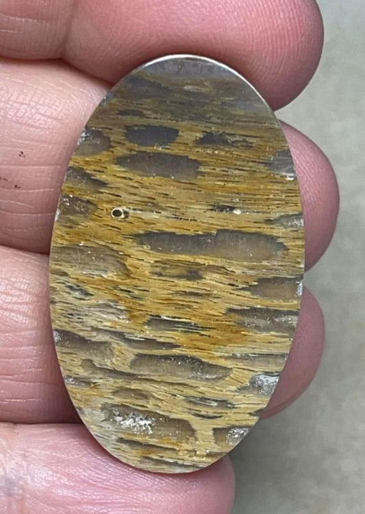Oval 38x23mm Petrified Pocket Root Cabochon 17