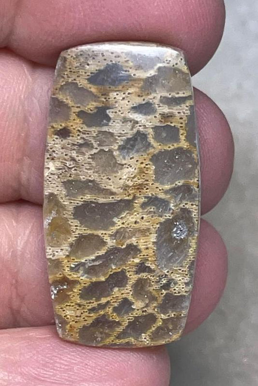 Freeform 34x17mm Petrified Pocket Root Cabochon 23