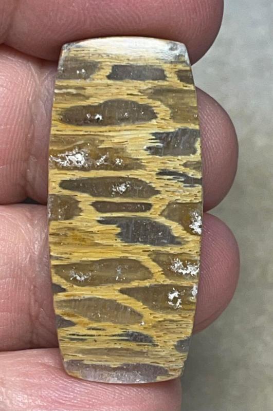 Freeform 38x17mm Petrified Pocket Root Cabochon 31