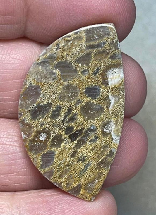 Freeform 38x22mm Petrified Pocket Root Cabochon 32