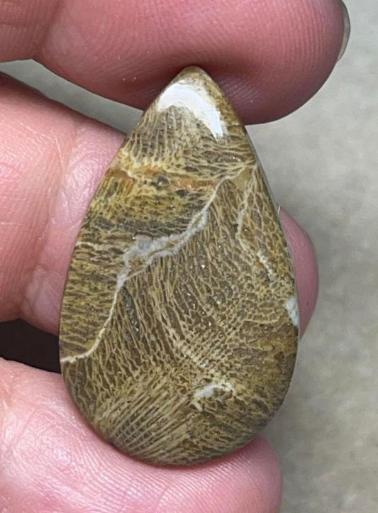 Teardrop 32x19mm Moroccan Fossil Coral Cabochon 36