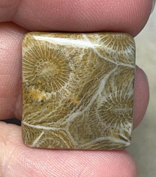 Square 21x21mm Moroccan Fossil Coral Cabochon 37