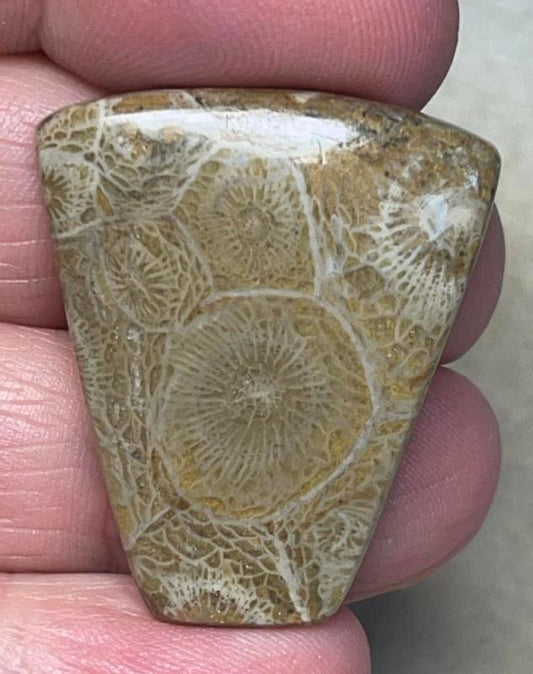 Freeform 32x27mm Moroccan Fossil Coral Cabochon 39