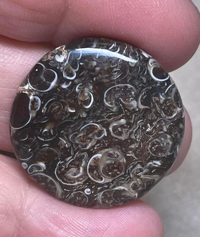Round 28x28mm Turritella Agate Cabochon 44