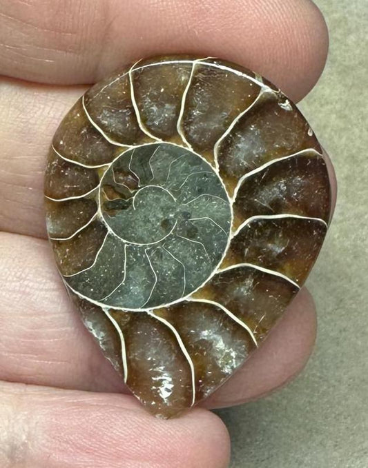 Teardrop 38x29mm Ammonite Flat Polished Back Cabochon 27
