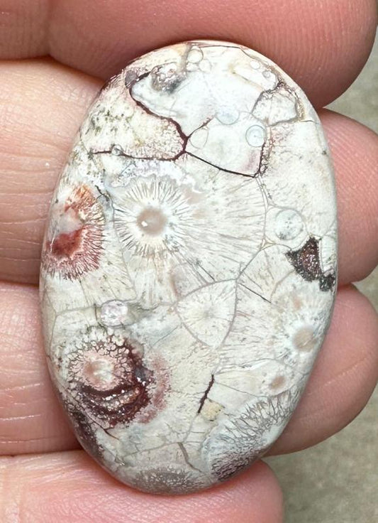 Oval 35x22mm Birds Eye Jasper Cabochon 13