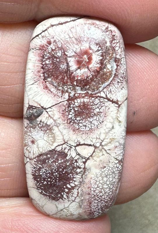 Freeform 34x17mm Birds Eye Jasper Cabochon 21