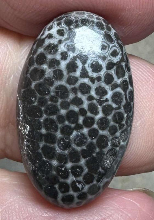 Oval 24x14mm Black Fossil Coral Cabochon 23