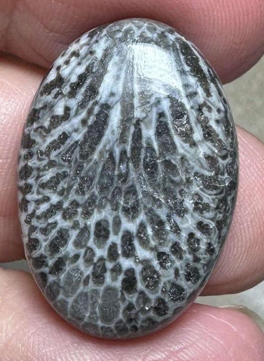 Oval 26x18mm Black Fossil Coral Cabochon 24