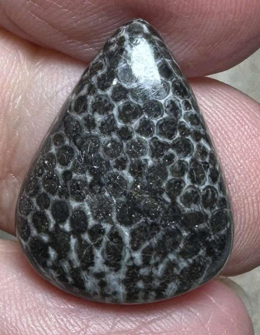 Teardrop 21x16mm Black Fossil Coral Cabochon 25