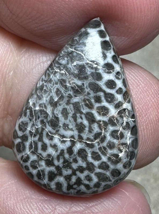 Teardrop 23x16mm Black Fossil Coral Cabochon 28