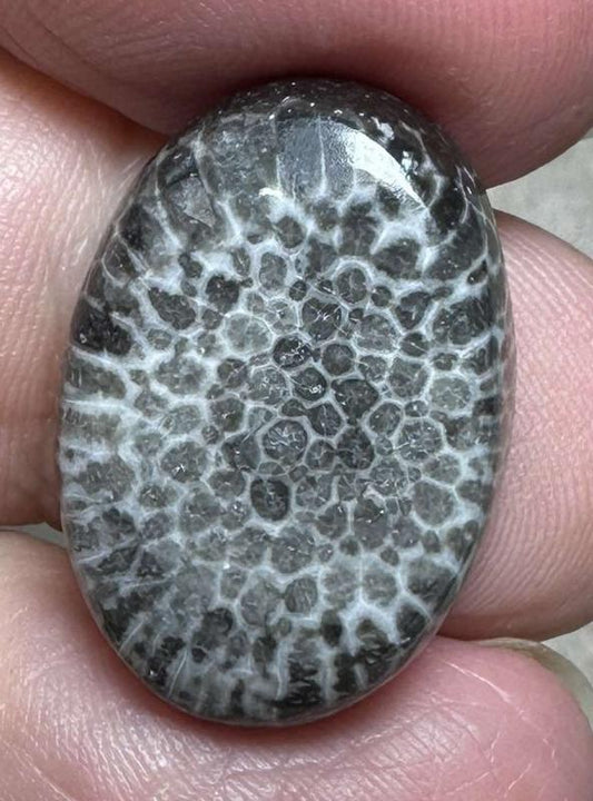 Oval 22x15mm Black Fossil Coral Cabochon 29