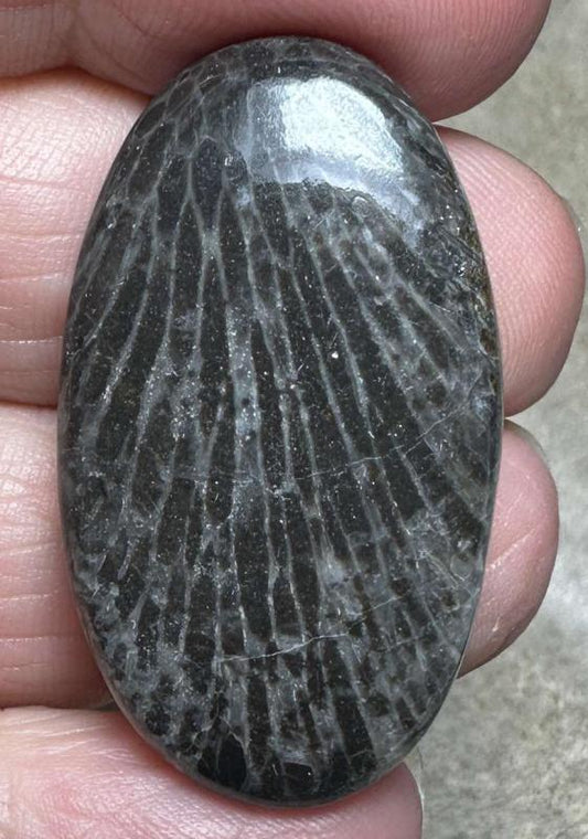 Oval 37x21mm Black Fossil Coral Cabochon 30